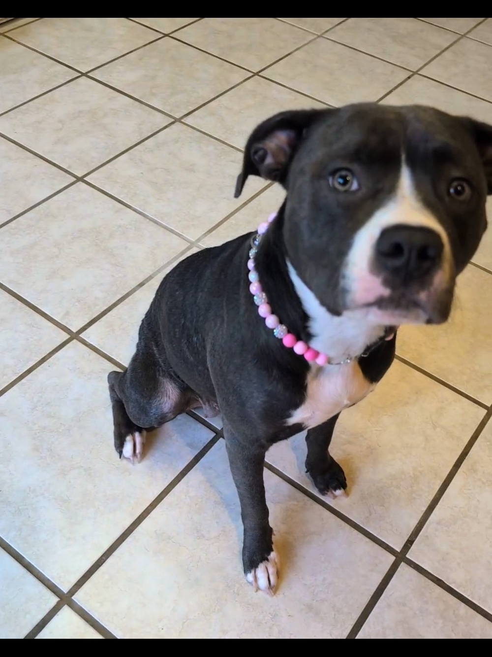 Pink Beaded Dog Necklace Collar - Fashionable Pet Accessory